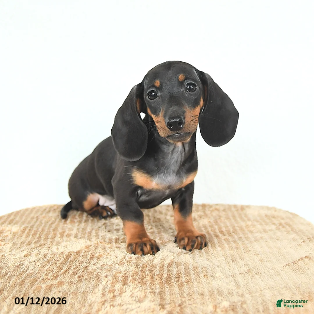 Miniature Dachshund dogs for sale: Scamper - Ad 3