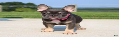 Stella