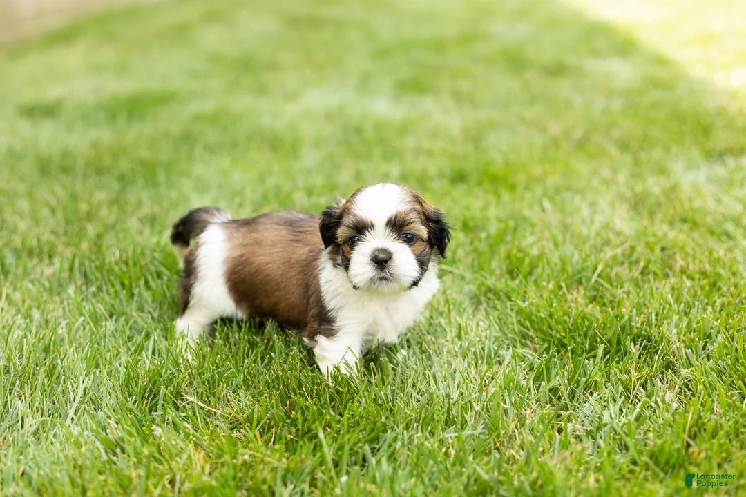 Shih Tzu dogs for sale: Gary  - Ad 2