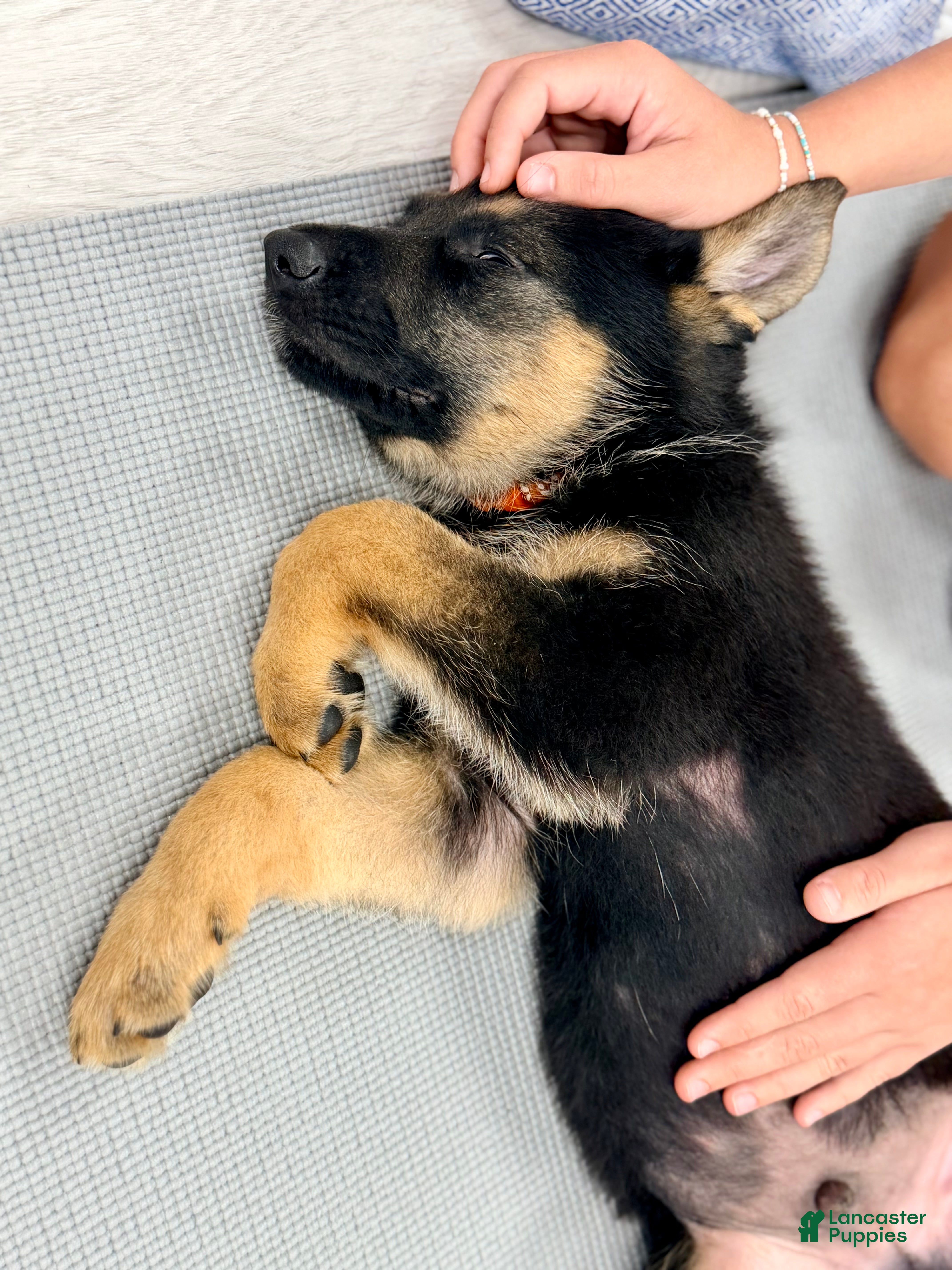 German Shepherd dogs Hemi - Ad 13