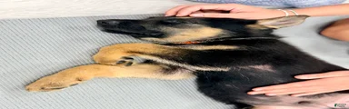 Hemi