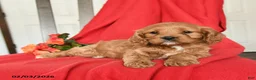 Cavapoo dogs for sale: Candy - Ad 3