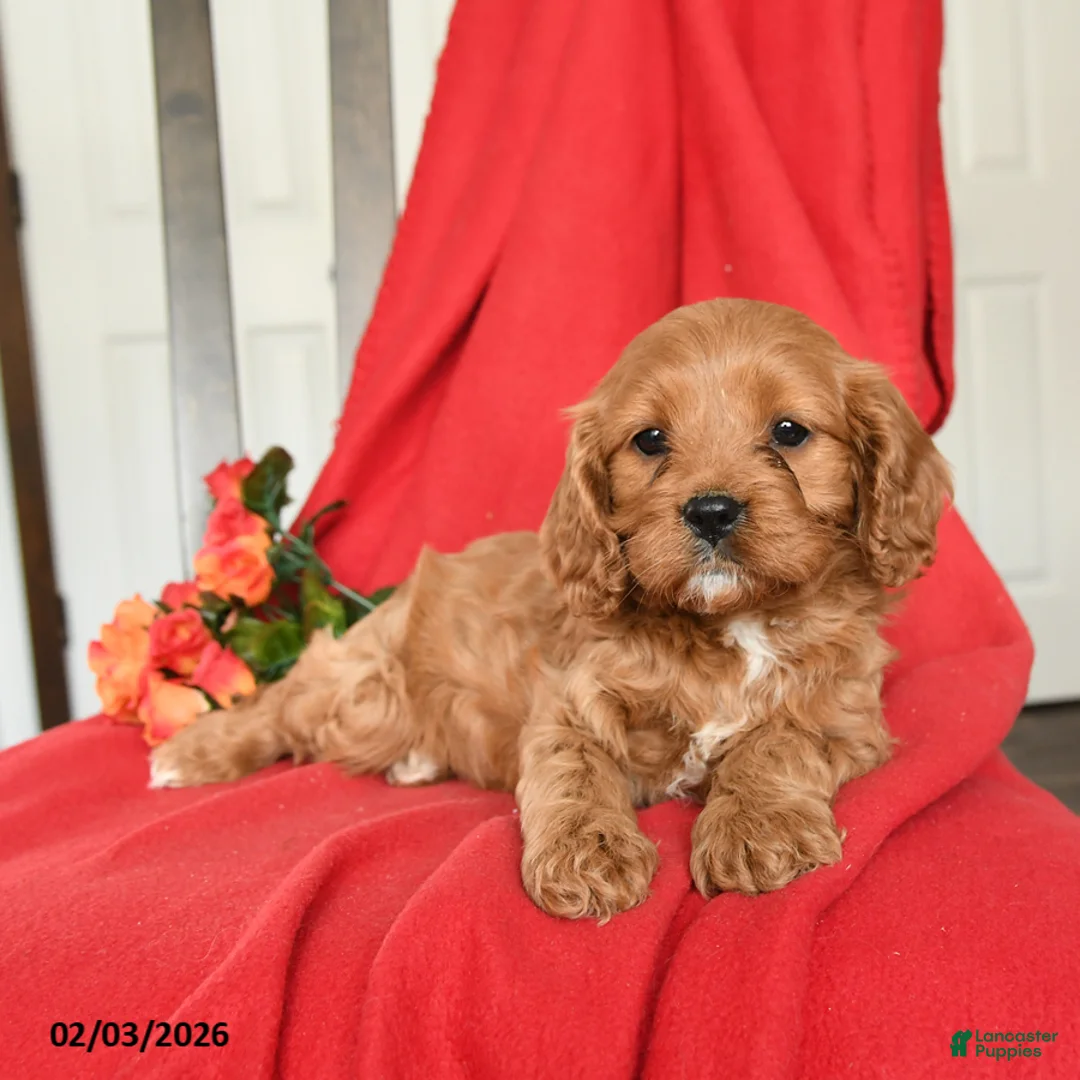 Cavapoo dogs for sale: Candy - Ad 3