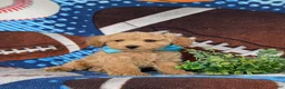 Bichpoo dogs for sale: Parkinson 9 lbs Full Grown - Ad 5
