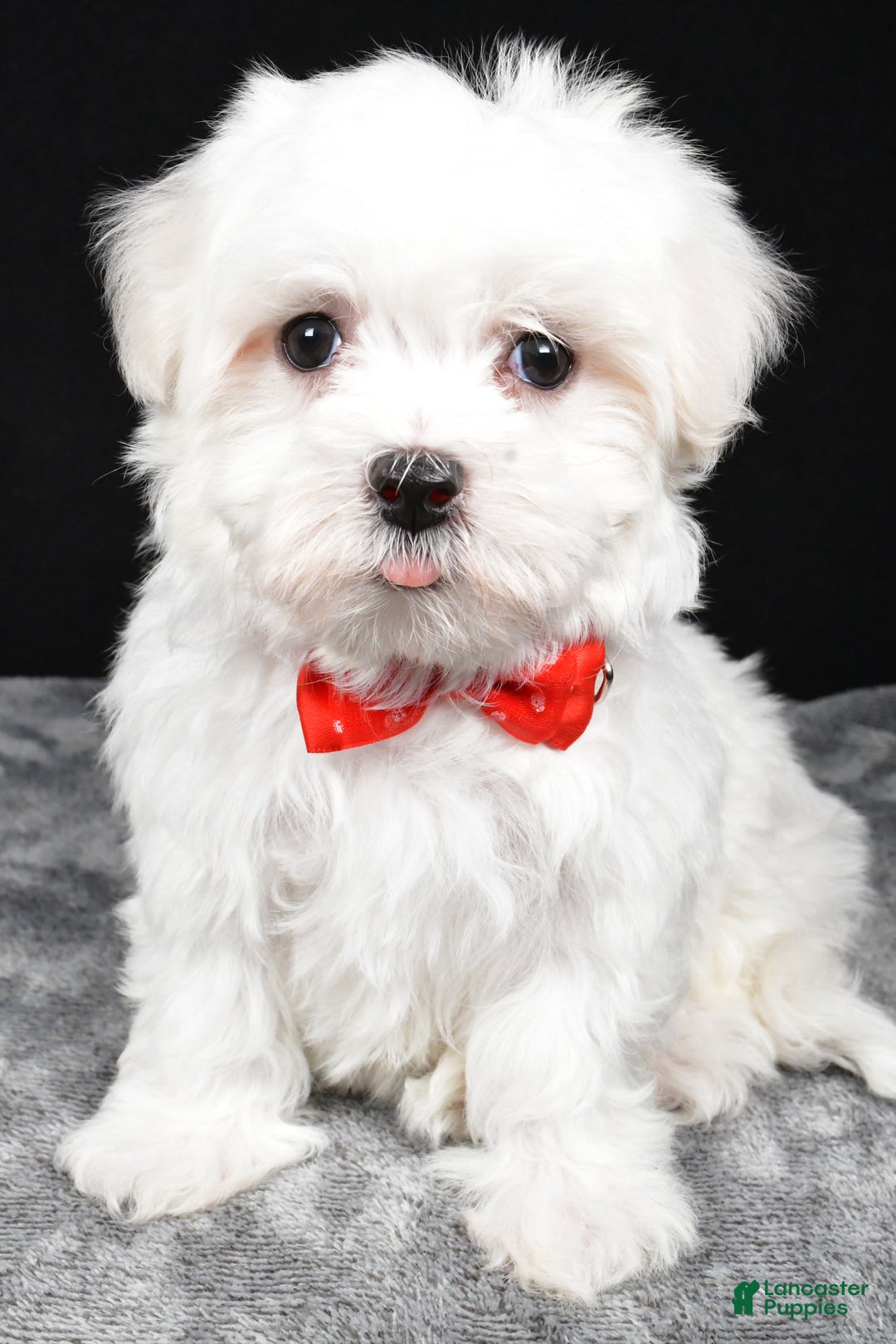 Maltese dogs for sale: Will - Ad 1