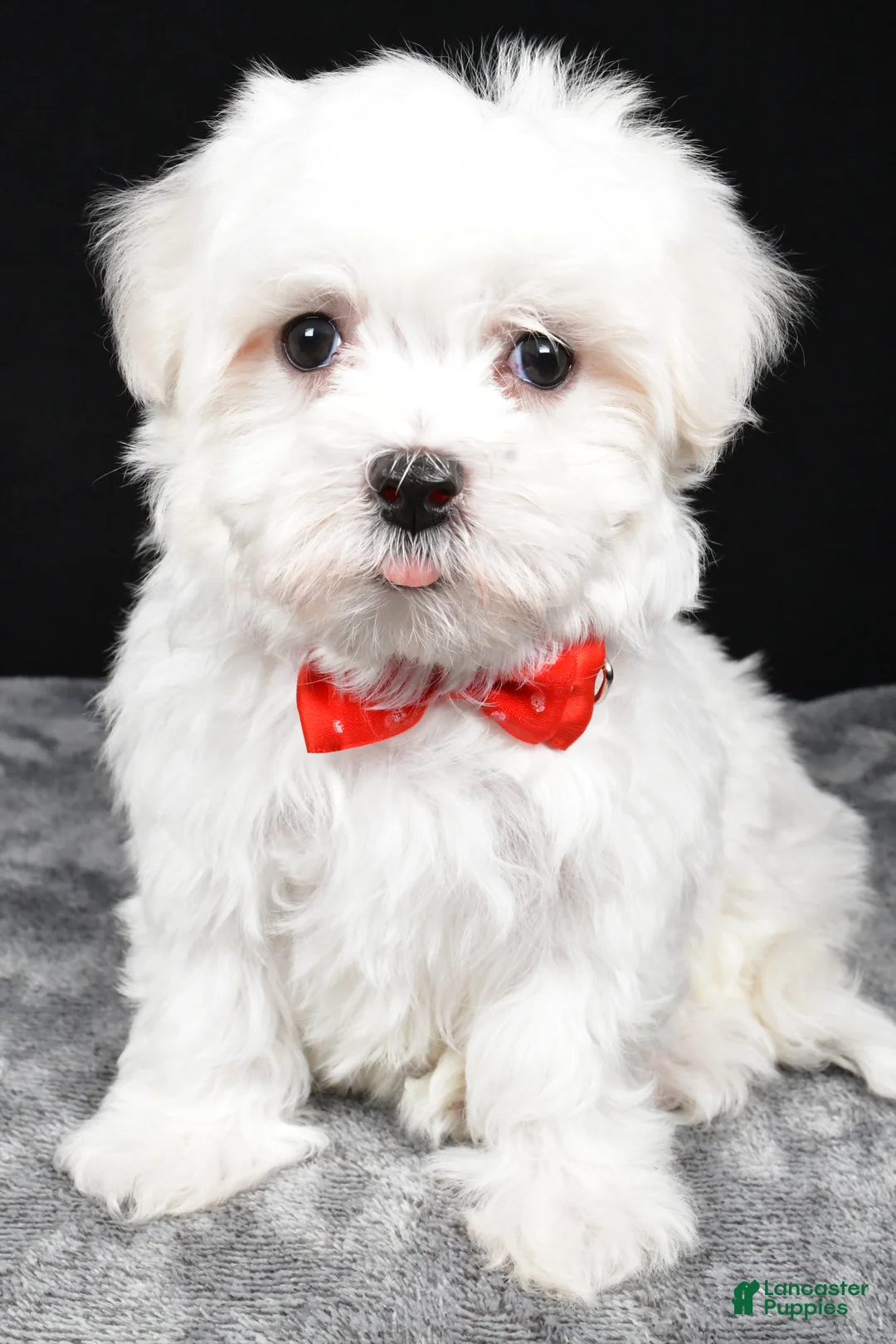 Maltese dogs for sale: Will - Ad 1