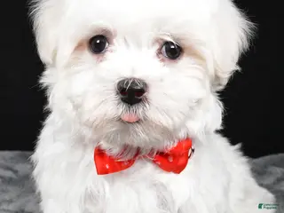 Maltese dogs Will - Ad 34