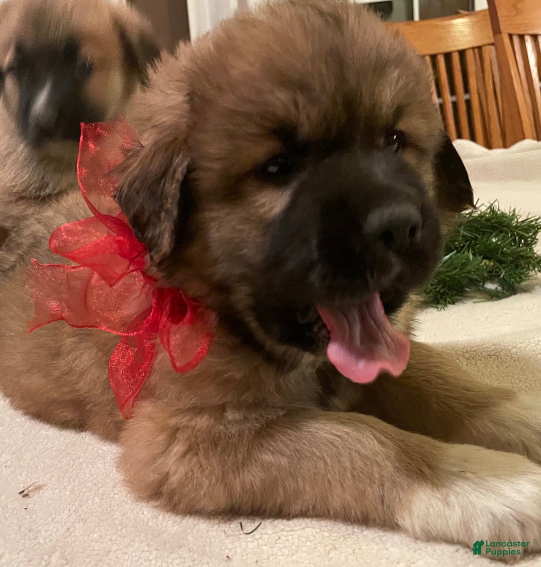 Mixed Breed dogs for sale: Blitzen: one of Santa’s Rein-puppies - Ad 5