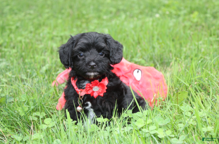 Yorkiepoo dogs River - Ad 1