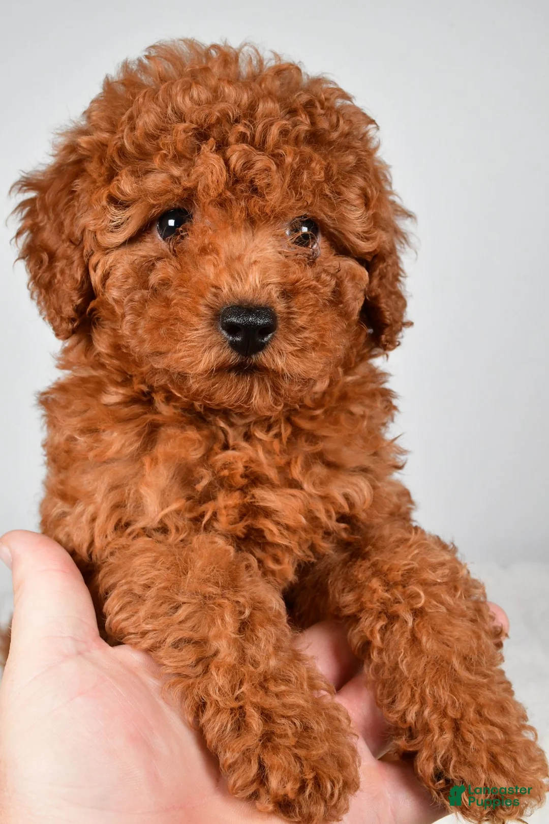 Miniature Poodle dogs for sale: Mia - Ad 10