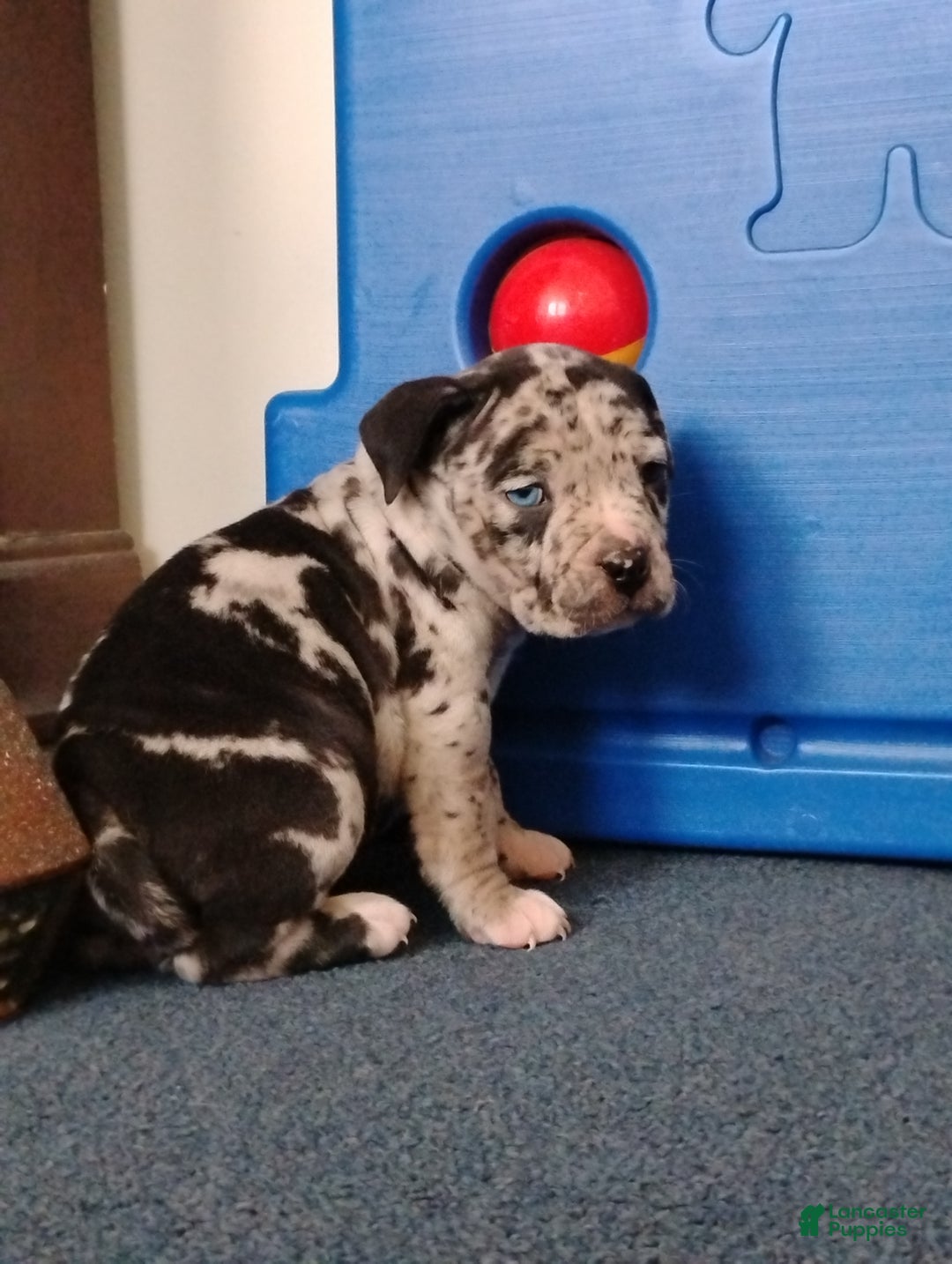 American Bully dogs for sale: KANO - Ad 10