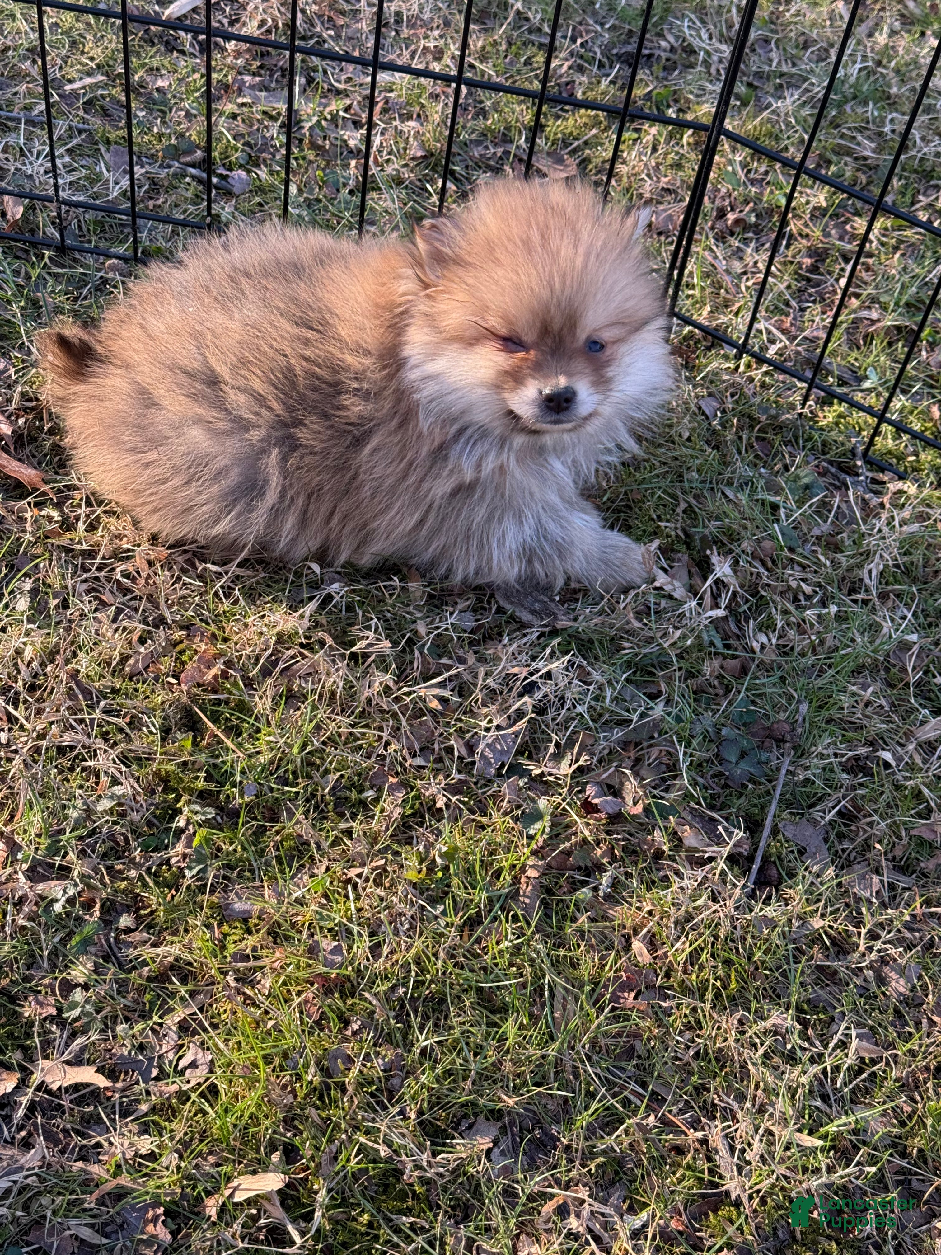 Pomeranian dogs Pomeranian Puppy 3 - Ad 9