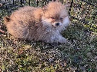 Pomeranian dogs Pomeranian Puppy 3 - Ad 9