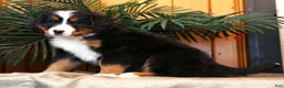 Bernese Mountain Dog dogs for sale: Jenny - Ad 7