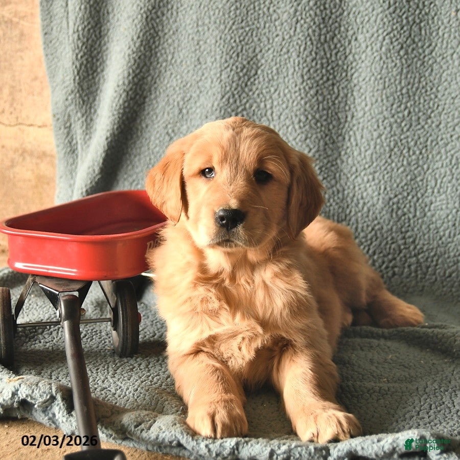 Golden Retriever dogs Koda  - Ad 2