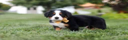 Bernese Mountain Dog dogs for sale: Denali - Ad 8