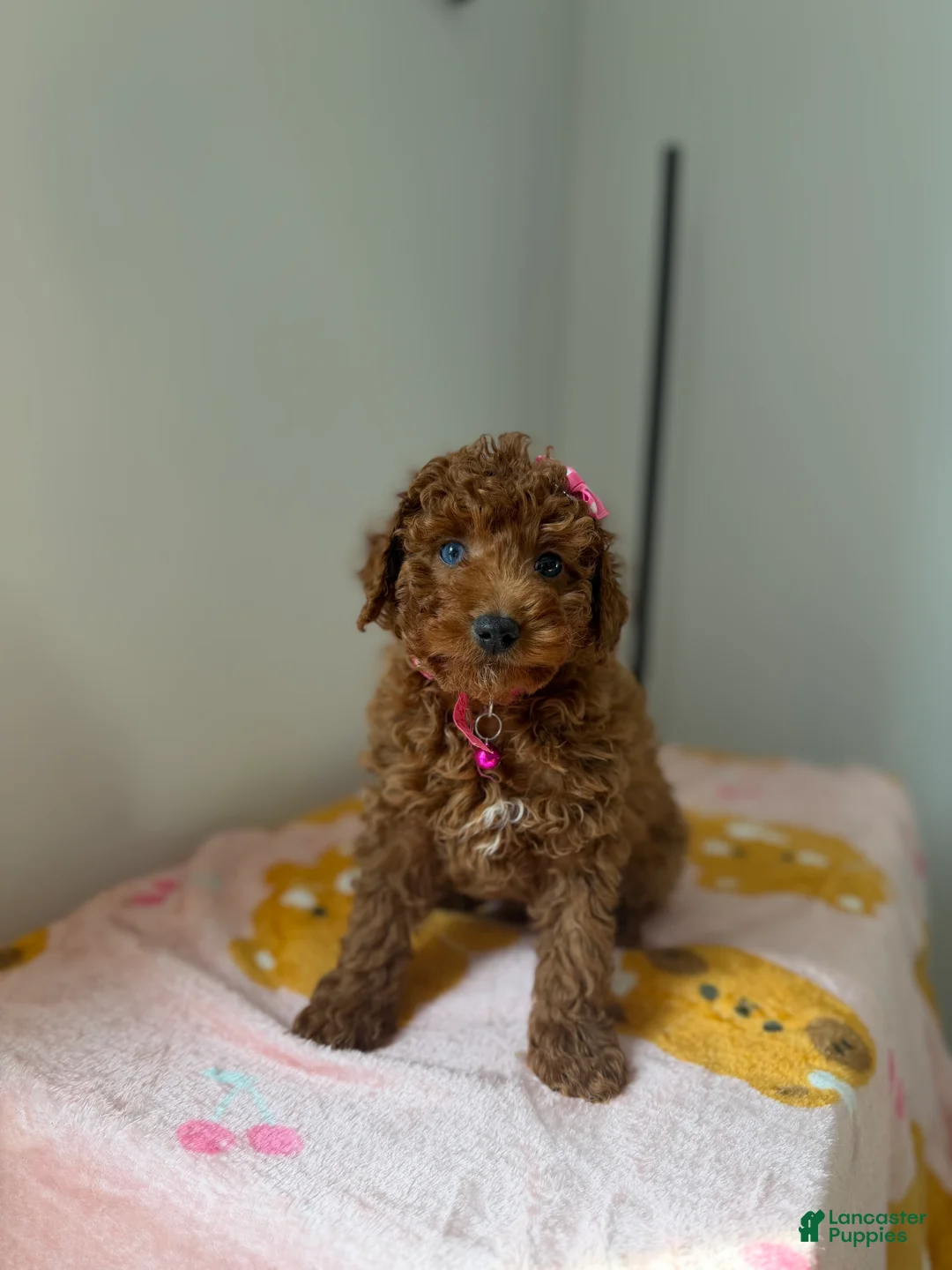 Toy Poodle dogs for sale: Blue eyes - Ad 6