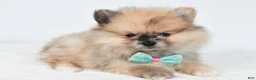 Pomeranian dogs for sale: Ace - Ad 1