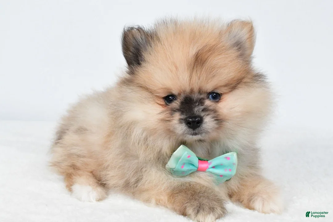 Pomeranian dogs for sale: Ace - Ad 1