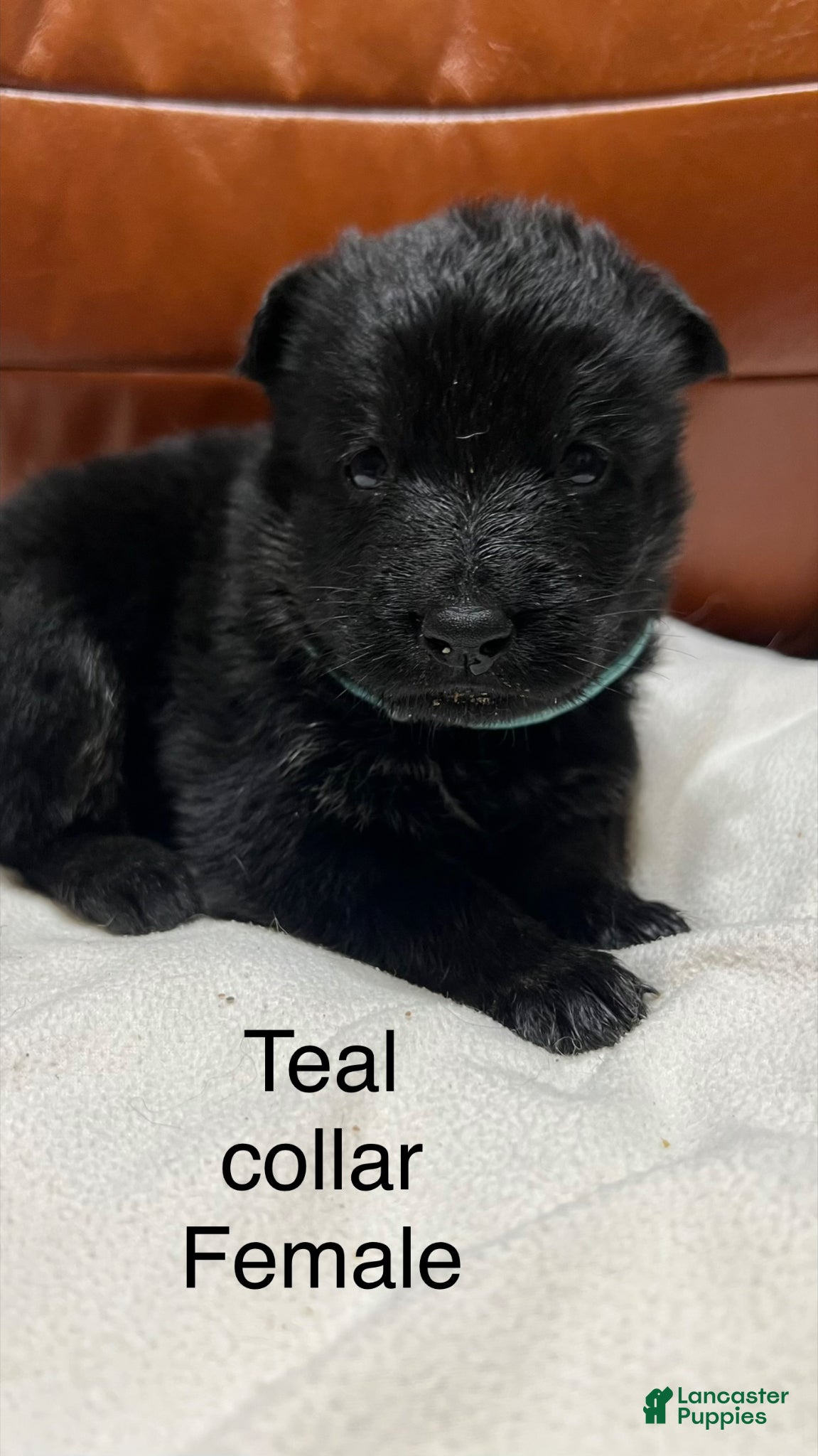 German Shepherd dogs German Shepherd Puppy 9 - Ad 14