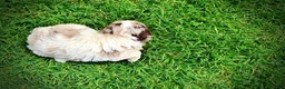Havapoo dogs for sale: Simba - Ad 12