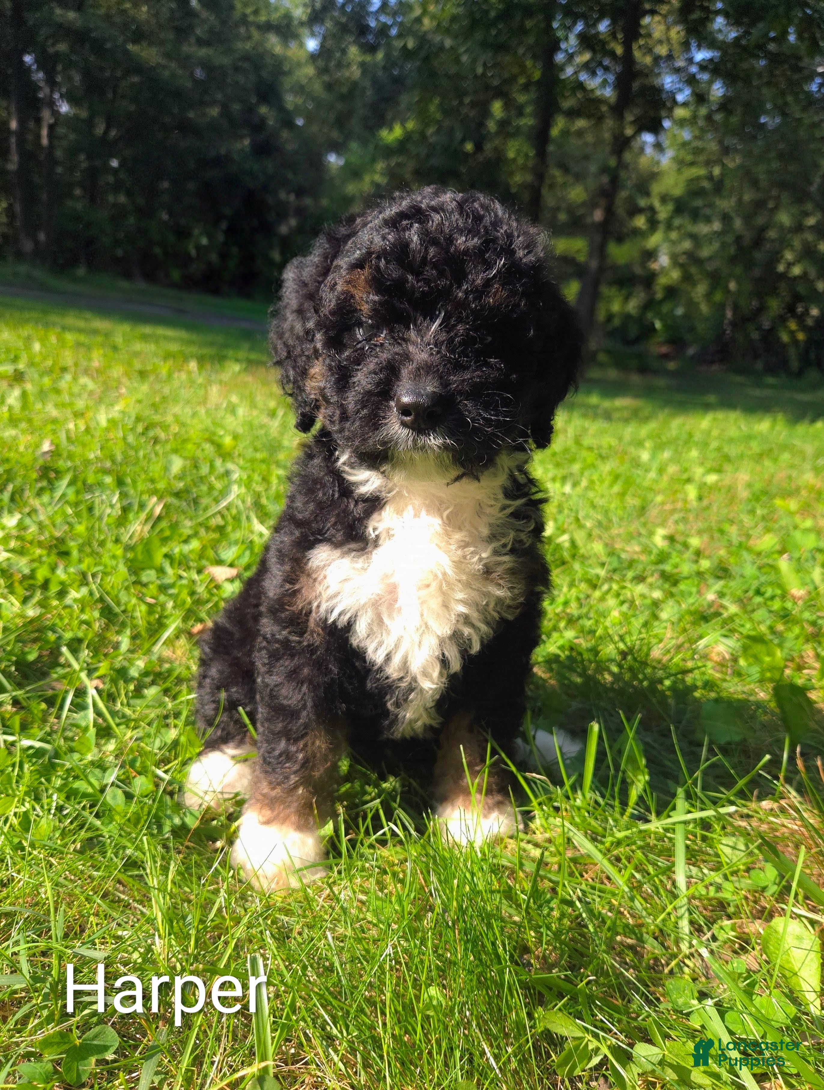 Mini Bernedoodle dogs Harper - Ad 1
