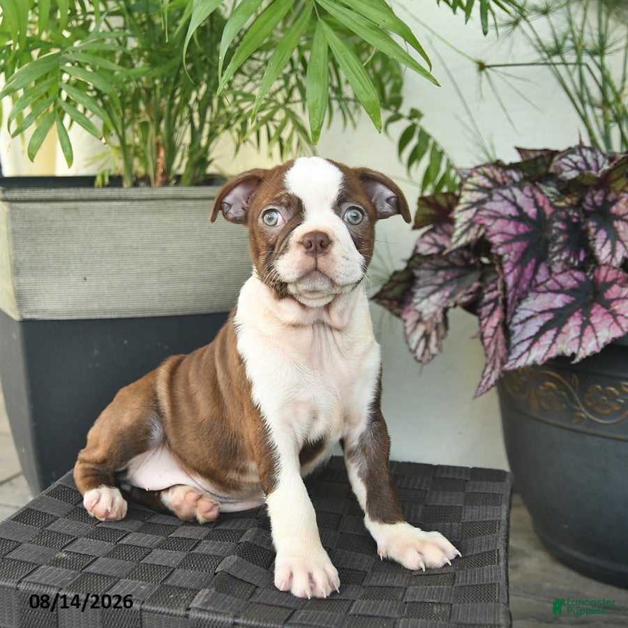 Boston Terrier dogs Ruffles  - Ad 1