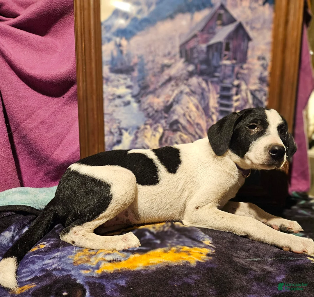 Border Collie dogs for sale: Dolly - Ad 15