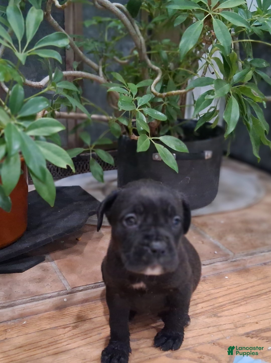 Cane Corso dogs for sale: Cane Corso Puppy 3 - Ad 1