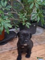 Cane Corso Puppy 3
