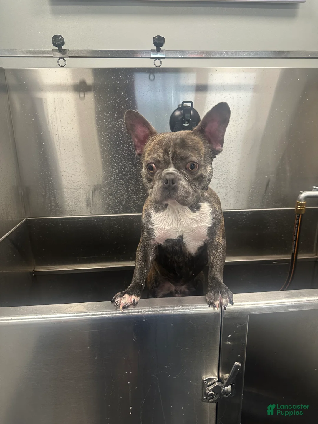 French Bulldog dogs for sale: Stitch - Ad 2