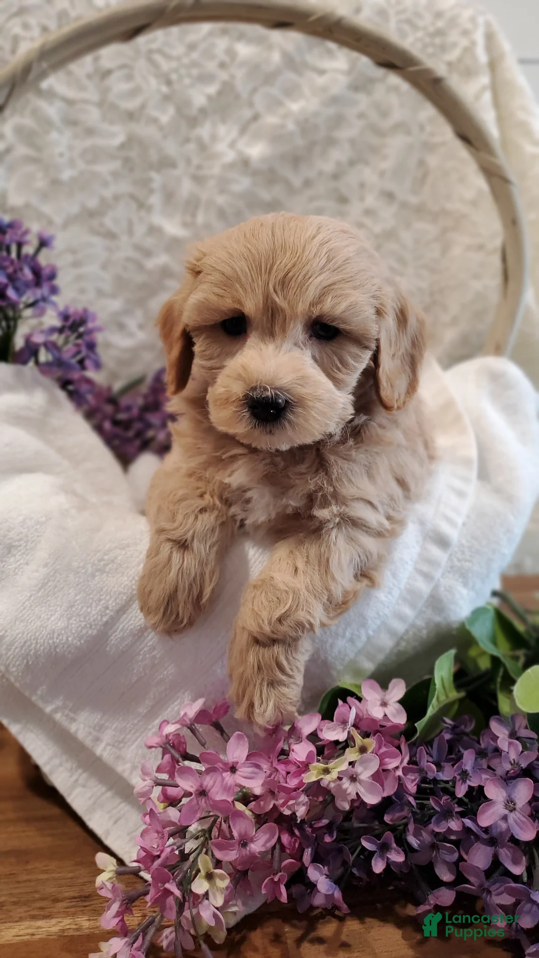 Mixed Breed dogs for sale: Barkley - Ad 2