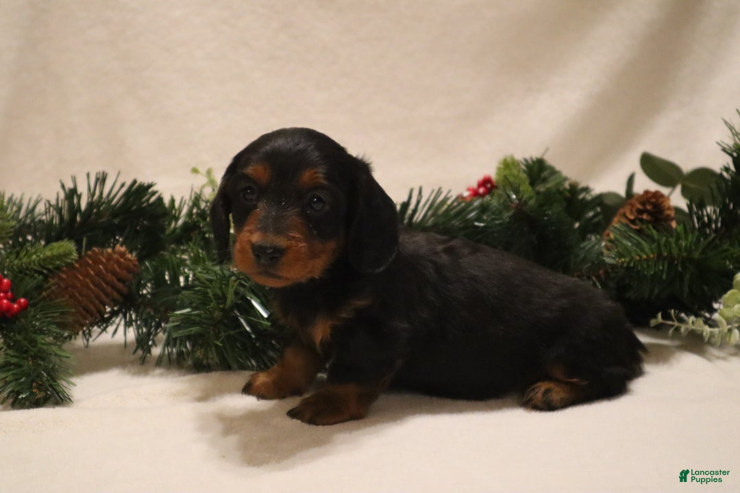 Miniature Dachshund dogs for sale: Dasher - Ad 7