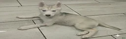 Gerberian Shepsky dogs for sale: Yuki - Ad 7