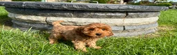 Cockapoo dogs for sale: Cockapoo female 3 - Ad 4