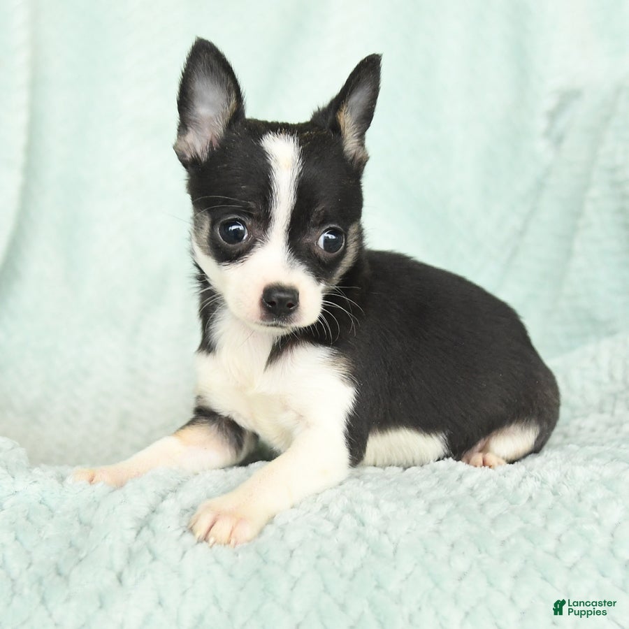 Chihuahua dogs Faith - Ad 2