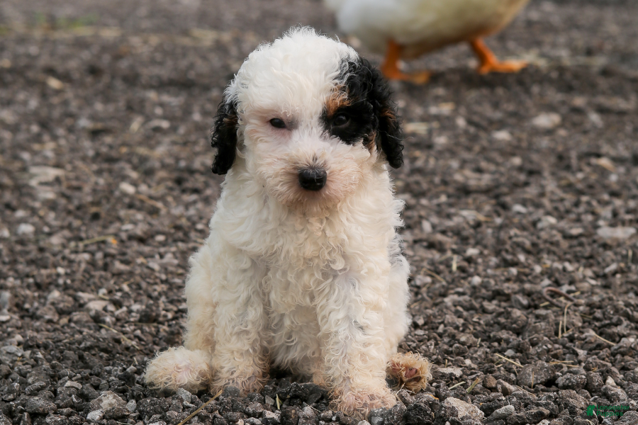 Mini Bernedoodle dogs Bismuth - Ad 18