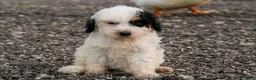 Mini Bernedoodle dogs for sale: Bismuth - Ad 1