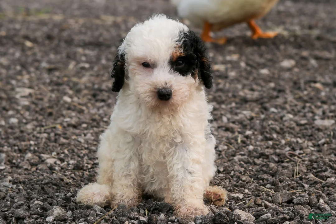 Mini Bernedoodle dogs for sale: Bismuth - Ad 1