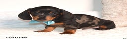 Miniature Dachshund dogs for sale: Nipper - Ad 5