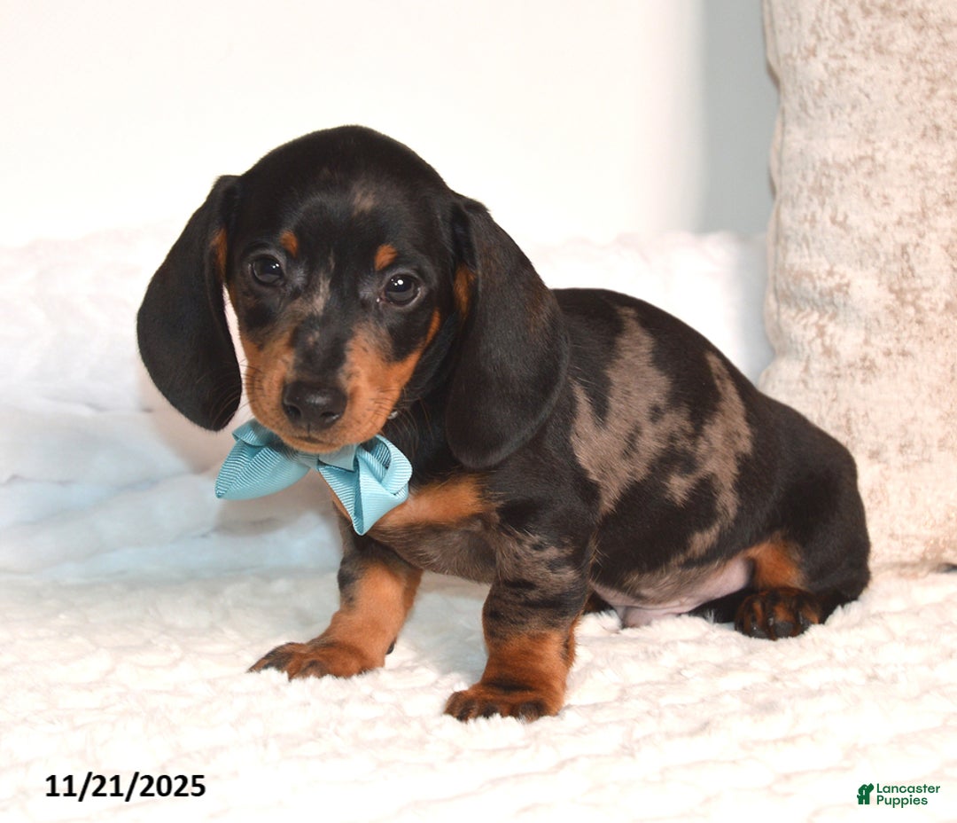 Miniature Dachshund dogs for sale: Nipper - Ad 5