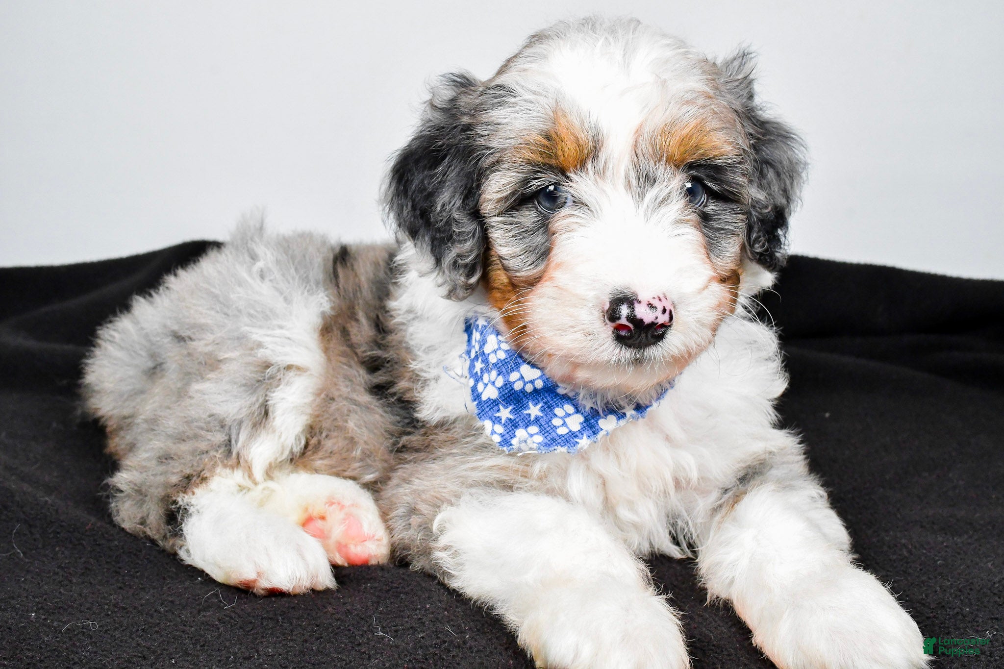 Aussiedoodle dogs Milo - Ad 2