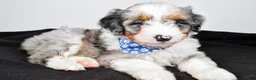 Aussiedoodle dogs for sale: Milo - Ad 2