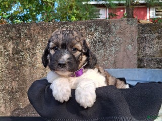 Saint Berdoodles dogs - Ad 10