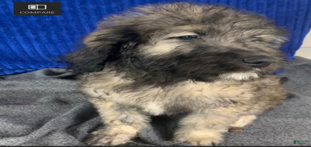 Gallery Image {{count}}