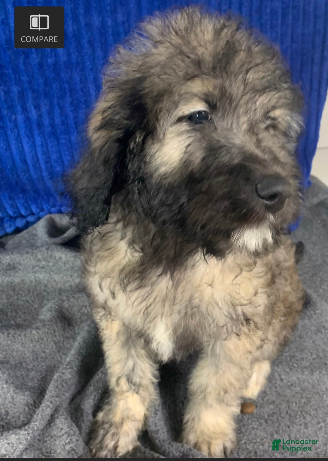 Gallery Image {{count}}