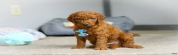 Goldendoodle dogs for sale: Teddy F1b - Ad 3