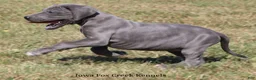 Great Dane dogs for sale: Sophie - Ad 9