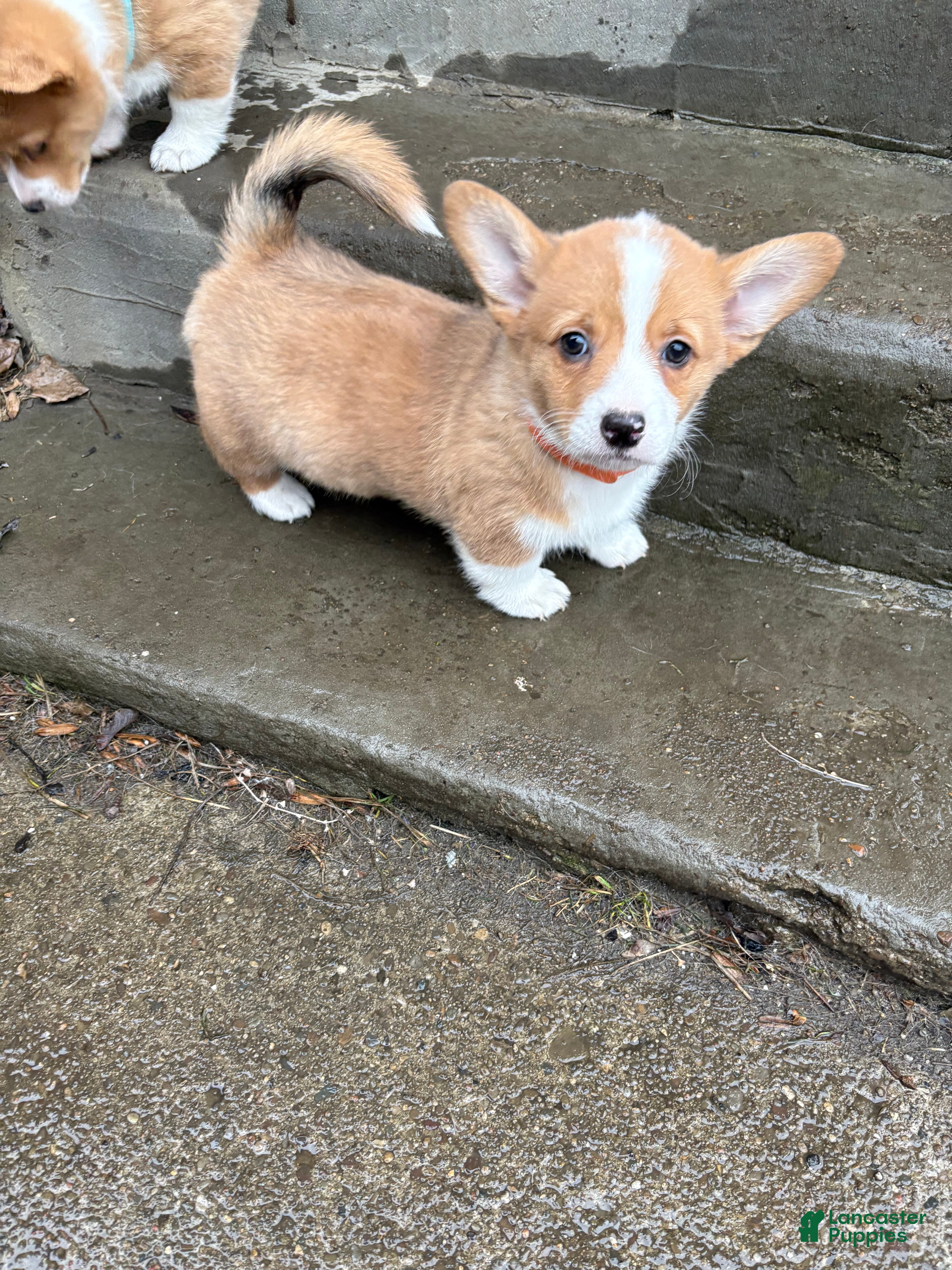 Welsh Corgi Pembroke dogs Welsh Corgi Pembroke Puppy 1 - Ad 13