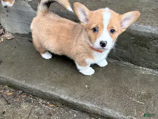 Welsh Corgi Pembroke dogs Welsh Corgi Pembroke Puppy 1 - Ad 1